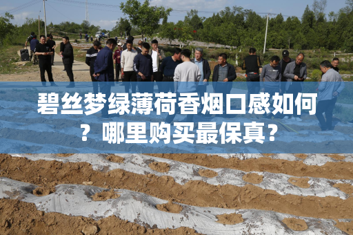 碧丝梦绿薄荷香烟口感如何？哪里购买最保真？